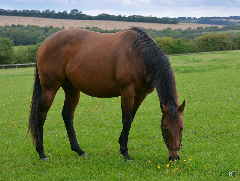 photograph of a horse eating grass in a field