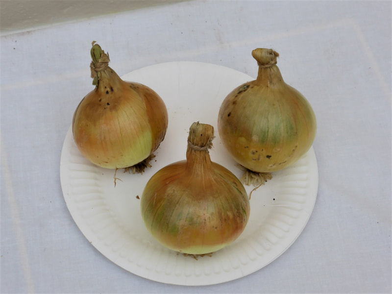 White Onions
John Daw