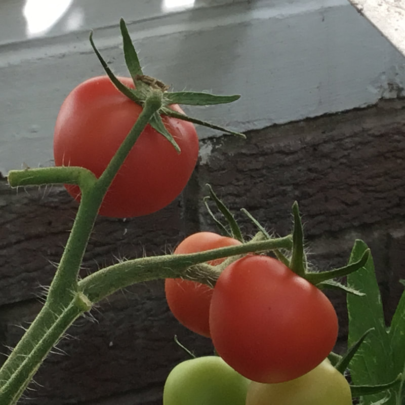 Tomatoes
Michael Headland